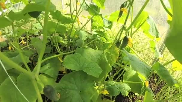 Plantas de pepino com flores e culturas em estufa — Vídeo de Stock