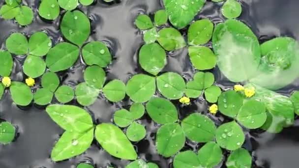 Folhas de trevo flutuam na superfície da água como um fundo dia st patrick — Vídeo de Stock