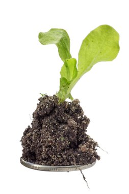 Beyaz arka plan üzerinde izole bir sikke, bitki yetişir