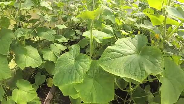 Plantas de pepino em uma estufa — Vídeo de Stock