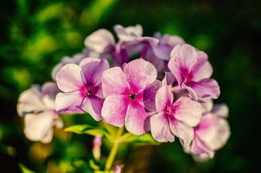 Phlox çiçekler karanlık yeşillik çerçevede bir günbatımı güneş tarafından aydınlatılmış