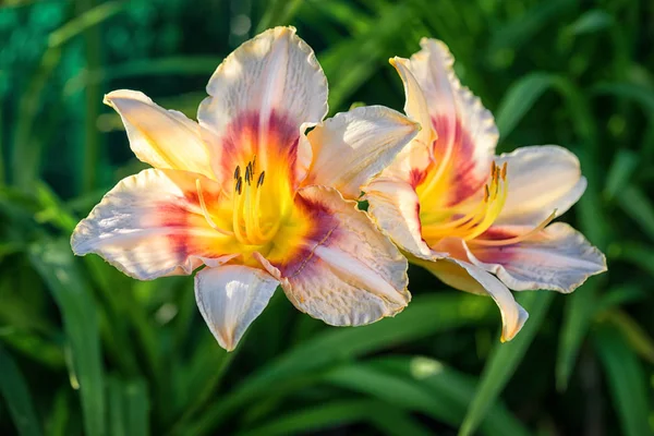 Twee bloemen voor een perzik-kleurige Daglelies met geel en rood, verlicht door zonsondergang zonlicht tegen een achtergrond van donkere gebladerte — Stockfoto