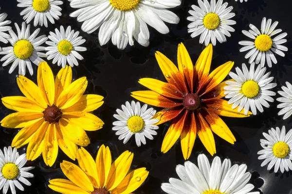 Zahradní květiny na černém pozadí, pohled shora — Stock fotografie