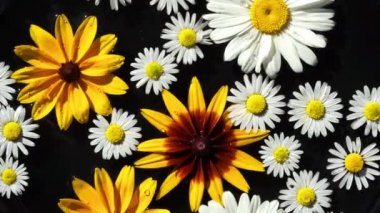 Beyaz ve sarı Bahçe çiçek chamomilies ve rudbeckia kayan nokta siyah bir arka plan olarak su yüzeyinde 