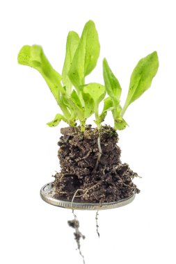 Beyaz arka plan üzerinde izole bir sikke üzerinde büyüyen bitkiler