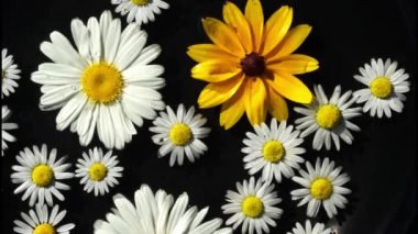 Bahçe çiçek chamomilies ve rudbeckia kayan nokta siyah parlak kontrastlı arka plan olarak su yüzeyinde 