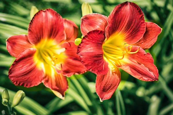 Dvě červené lilie den květiny venkovní zblízka na pozadí zelených listů — Stock fotografie