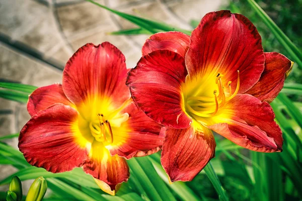 Twee rode dag lily bloemen buiten close-up — Stockfoto