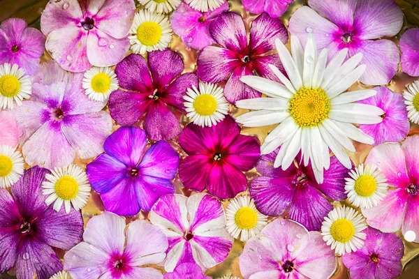 Pohled shora phlox a heřmánek květiny jako barevné pozadí — Stock fotografie