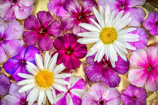 Pohled shora phlox a heřmánek květiny jako barevné prázdninové přirozeného pozadí — Stock fotografie