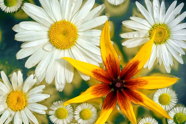 Zahradní květiny chamomilies a rudbeckia ve vodě, špičkové zobrazení pozadí — Stock fotografie