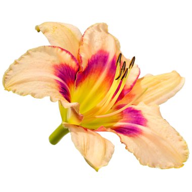 Beyaz arka plan üzerinde izole gün lily çiçek