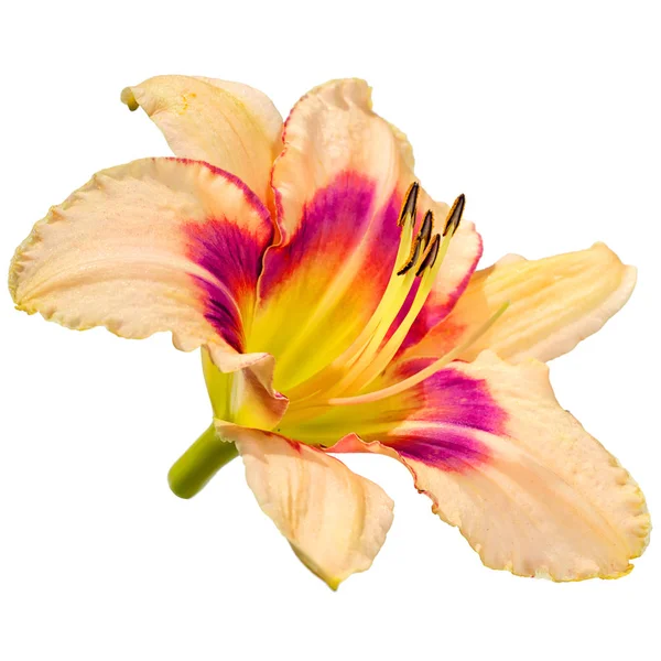 Beyaz arka plan üzerinde izole gün lily çiçek