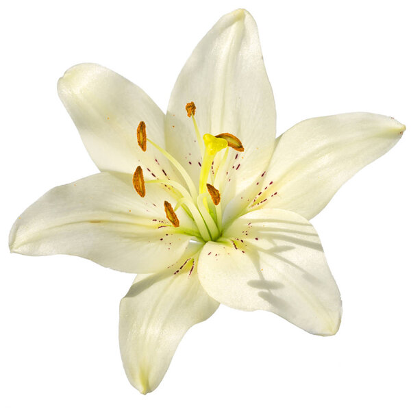 Белый цветок лилии на белом фоне
