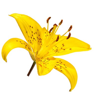 Beyaz arkaplanda izole edilmiş sarı zambak çiçeği