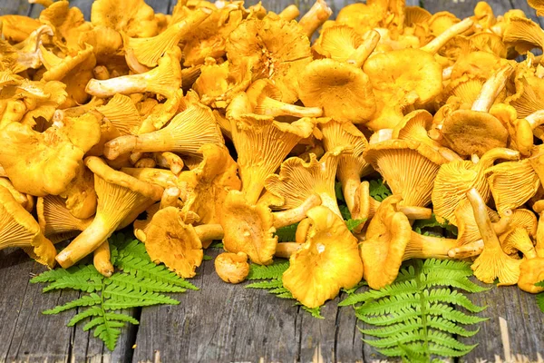 Сирий гриб лисички на дерев'яному столі з листям папороті — стокове фото
