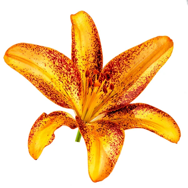 Flor de lirio naranja aislada sobre fondo blanco —  Fotos de Stock