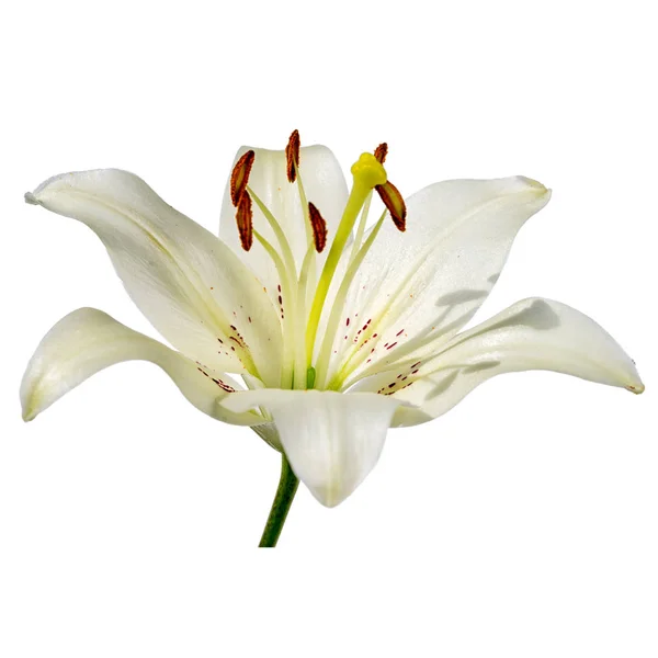 Witte lily bloem geïsoleerd op witte achtergrond — Stockfoto