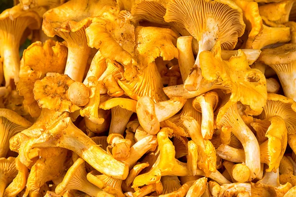 Сырые грибы шантерель в качестве фона — стоковое фото