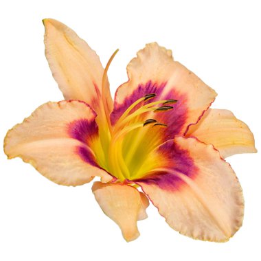 Beyaz arka plan üzerinde izole gün lily çiçek