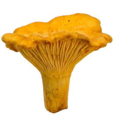 bir ham Cantharellus cibarius kapatmak kadar izole üzerinde beyaz arka plan 