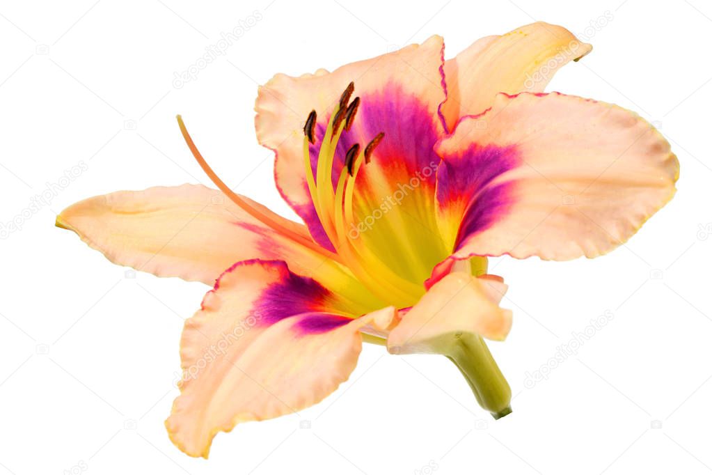 day lily flower isolated on white background