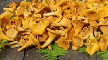 eğreltiotu yaprakları, dolly hareket ile ahşap bir masa üzerinde ham Cantharellus cibarius mantar