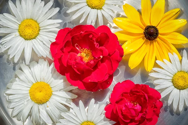 Zahradní květiny červené růže, chamomilies a rudbeckia ve vodě, špičkové zobrazení pozadí — Stock fotografie