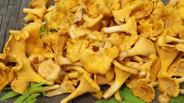 Raw chanterelle mushroom on a wooden table with fern leaves, dolly motion — Stock Video