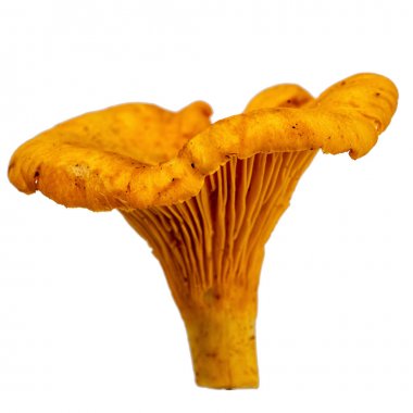 bir ham Cantharellus cibarius kapatmak kadar izole üzerinde beyaz arka plan