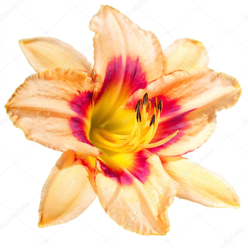 big eight petal peach day lily flower isolated on white background 