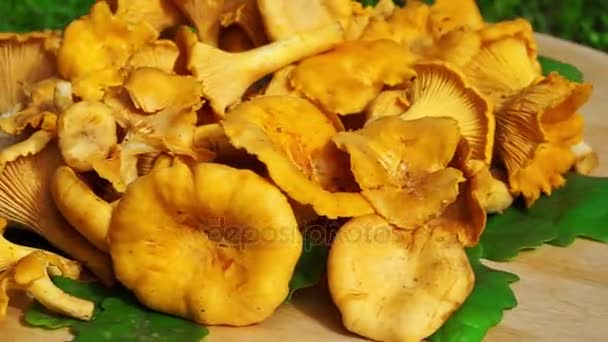 A wooden board with plenty of chanterelles mushrooms rotates in a circle — Stock Video