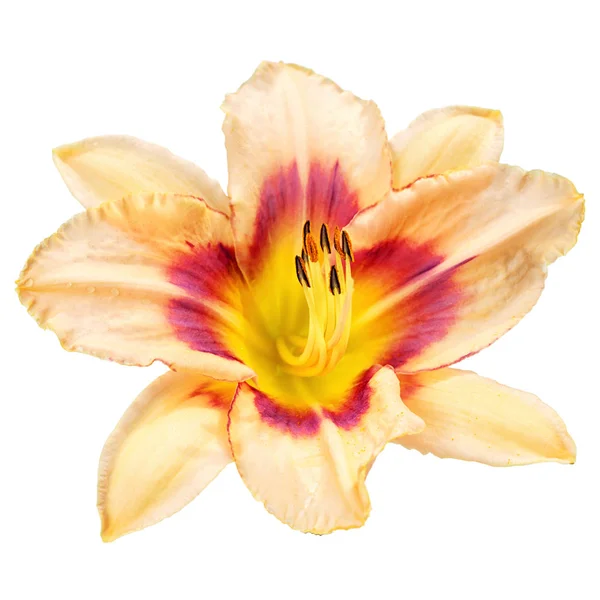 Velký broskvový osm petal den lily květina izolovaných na bílém pozadí — Stock fotografie