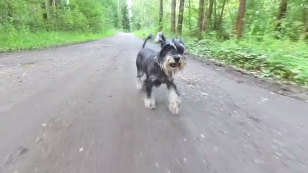 Perro schnauzer miniatura en negro y plata de cámara lenta corriendo por la carretera en un bosque de verano — Vídeos de Stock