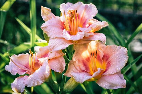 Drie raszuiver roze met gele dag lily hemerocallis bloemen buiten bij de zonsondergang licht close-up — Stockfoto