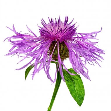 Beyaz arkaplanda yalıtılmış bir Centaurea çiçeği