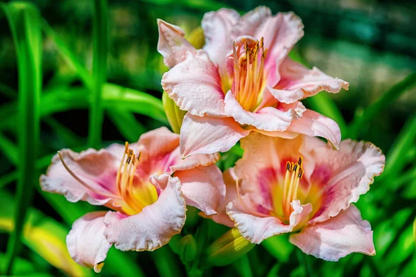 Drie roze hemerocallis bloemen in de tuin close-up bij het sunrise licht — Stockfoto