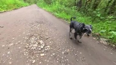 bir ormandaki yolda yürüyen siyah ve gümüş minyatür schnauzer köpek