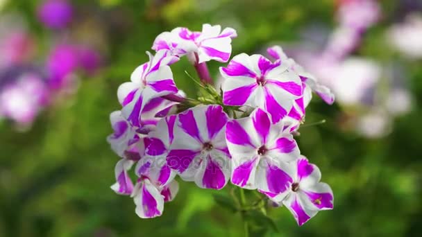 Zwei Farben weiß und violett gestreifte Phloxblüten in Nahaufnahme wiegen sich im Wind im Garten — Stockvideo