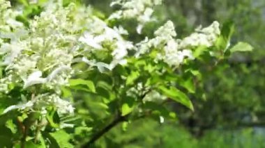 Beyaz çiçekli dallar ortancaları rüzgarda salıncak