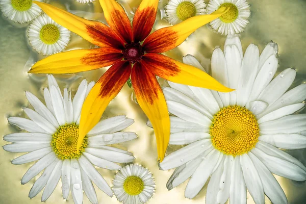 Zahradní květiny chamomilies a rudbeckia ve vodě, špičkové zobrazení pozadí — Stock fotografie