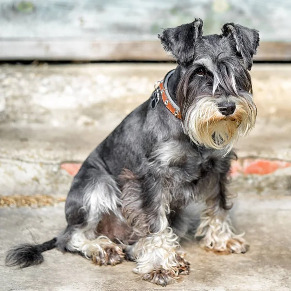 Miniatyr shnauzer hund sitter mot väggen utomhus — Stockfoto