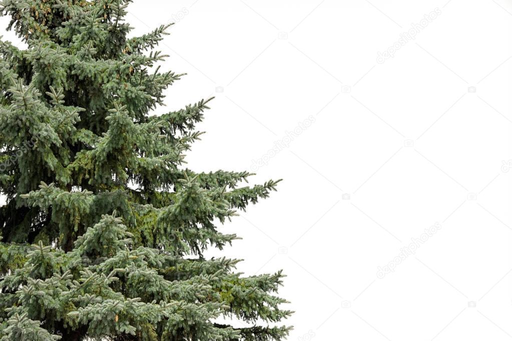 Part of spruce isolated on white background with copy space for your text