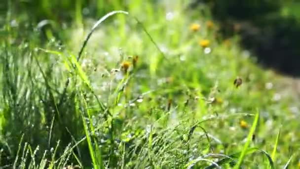 Свежая трава в росе ждет ветра по утрам — стоковое видео