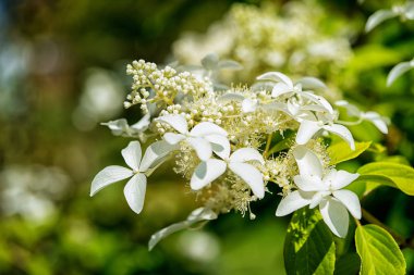 bulanık yeşil karşı beyaz beyaz ortanca kümesi bırakır