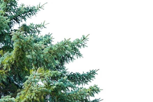 Parte da árvore de abeto azul isolada em fundo branco com espaço de cópia para o seu texto — Fotografia de Stock