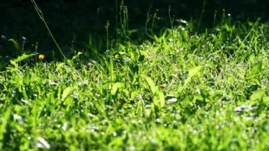 Çimenlerin üzerinde dolly hareket yeşil arka plan dew. Su damlaları ile bulanık çim arka plan. Bir kaydırıcı ile vurdu Hd. 