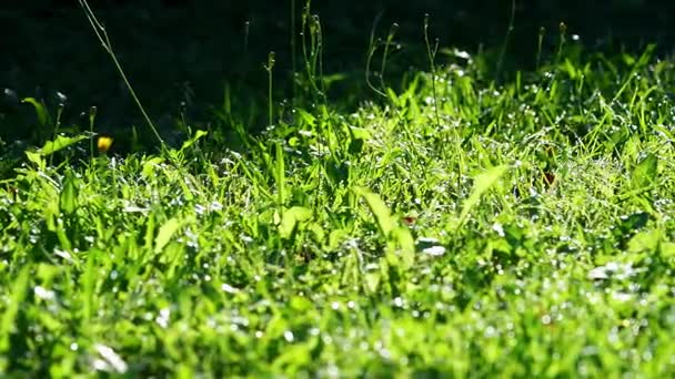 ドリー モーション緑背景の草の上の露します。水の滴をぼやけ草背景。スライダーで撮影の Hd. — ストック動画