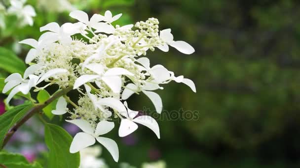 Cluster of white white hydrangea sway in the wind against green blurred leaves with copy space for your text — Stock Video