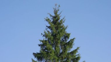 köknar ağacı karşı çerçeve merkezinde rüzgarda sallanan temizleyin Bulutsuz mavi gökyüzü